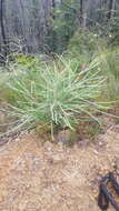 Image of Grevillea aspleniifolia Knight & Salisb.