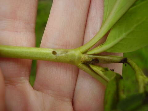 Image of Coprosma shoot borer moth