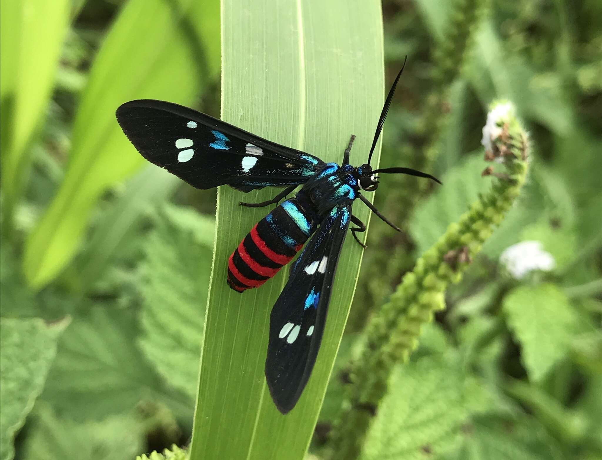 Imagem de Euchromia creusa Linnaeus 1758