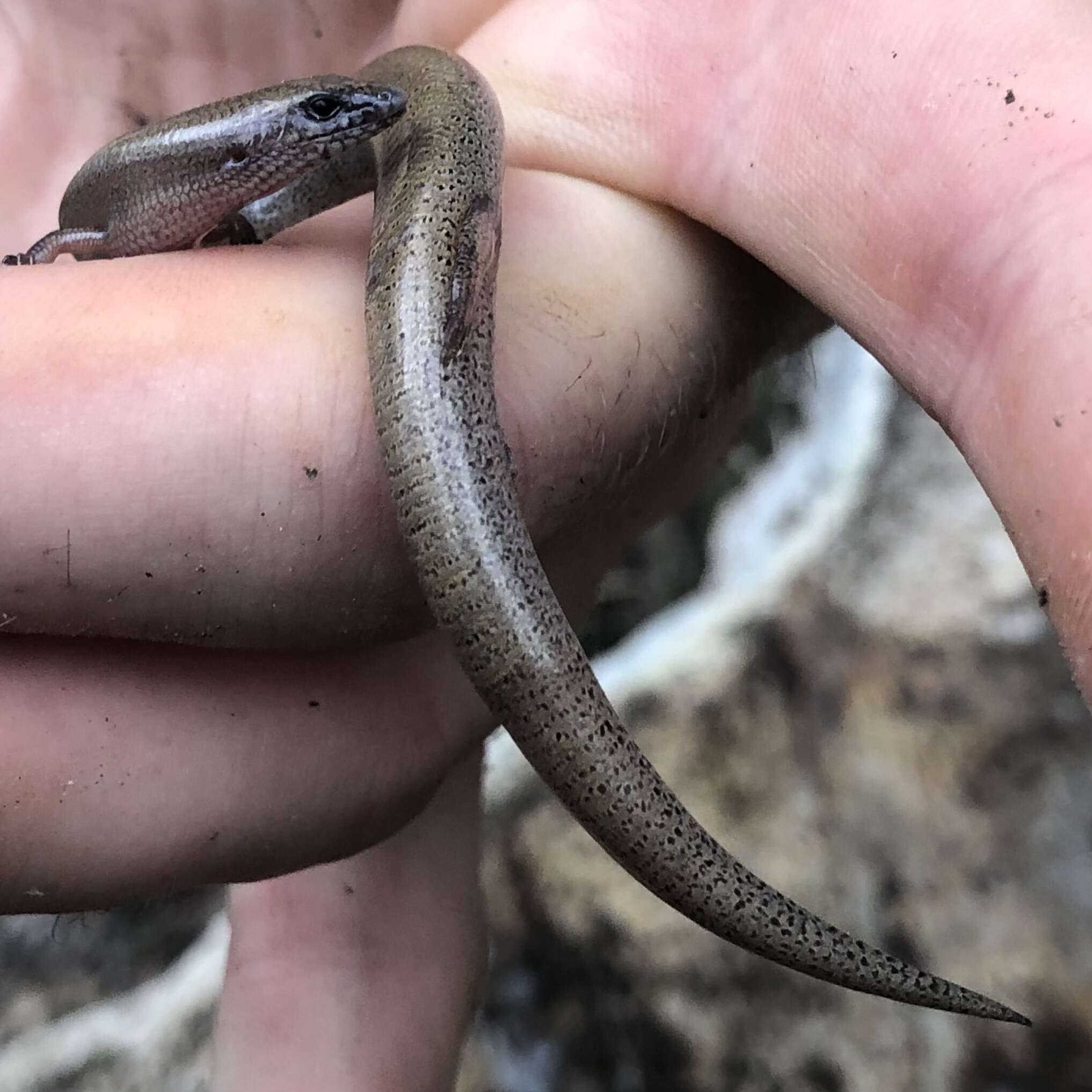 Image of Fine-spotted Mulch-skink