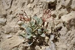 Image of Coville's dwarf sand verbena