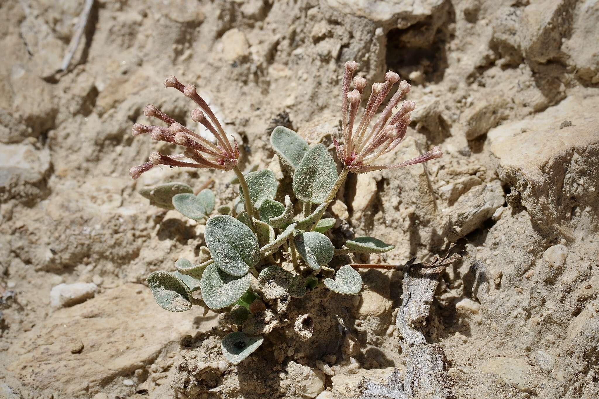 Image of Coville's dwarf sand verbena