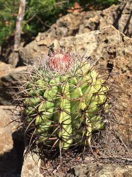 Imagem de Melocactus pachyacanthus Buining & Brederoo