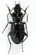 Image of Pterostichus (Eosteropus) aethiops (Panzer 1796)