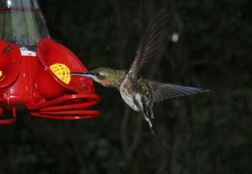 Image of Pale-tailed Barbthroat