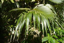 Image of Puerto Rico silver palm