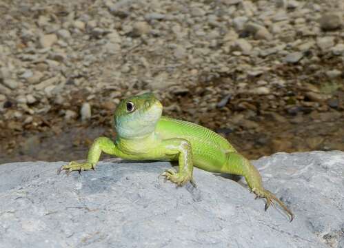 Image of Lacerta bilineata bilineata Daudin 1802