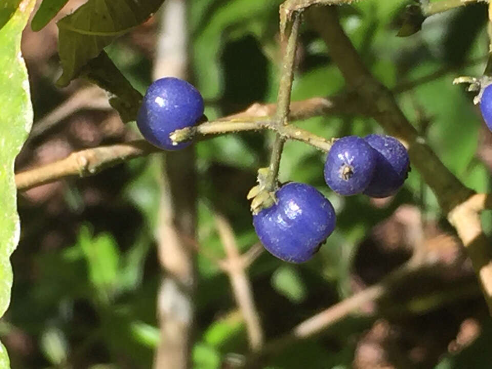 Image of Palicourea hazenii subsp. centroamericana