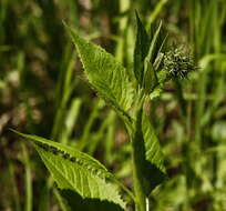 Image of Saussurea pseudotilesii Lipsch.