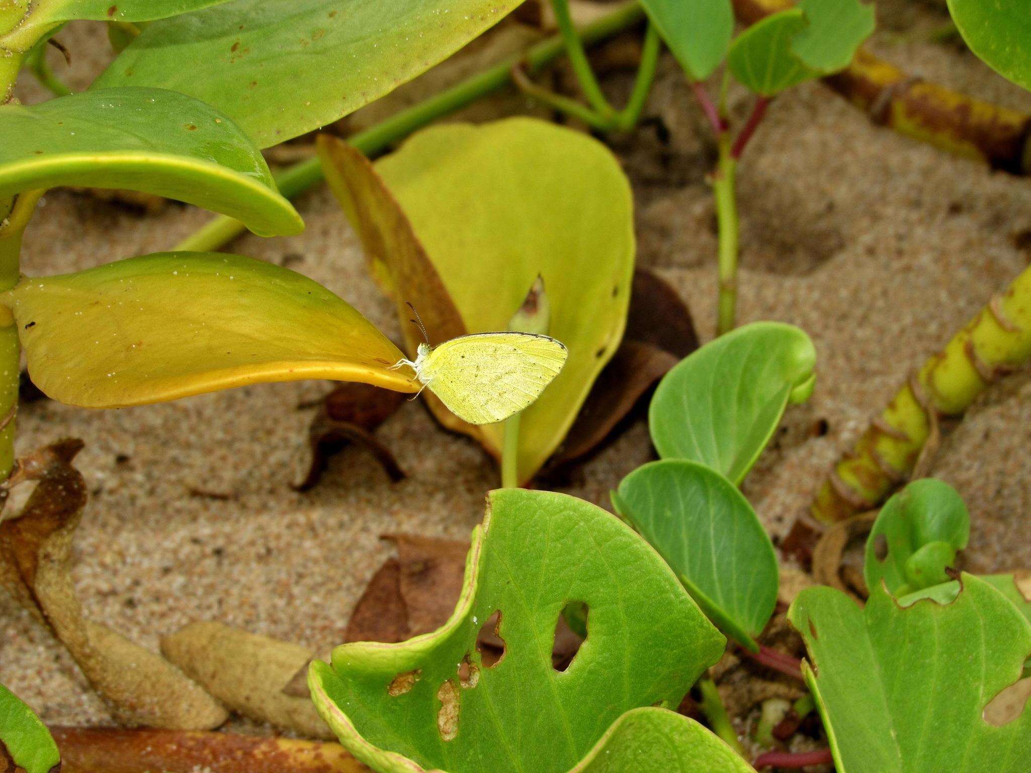 Слика од <i>Eurema <i>brigitta</i></i> brigitta