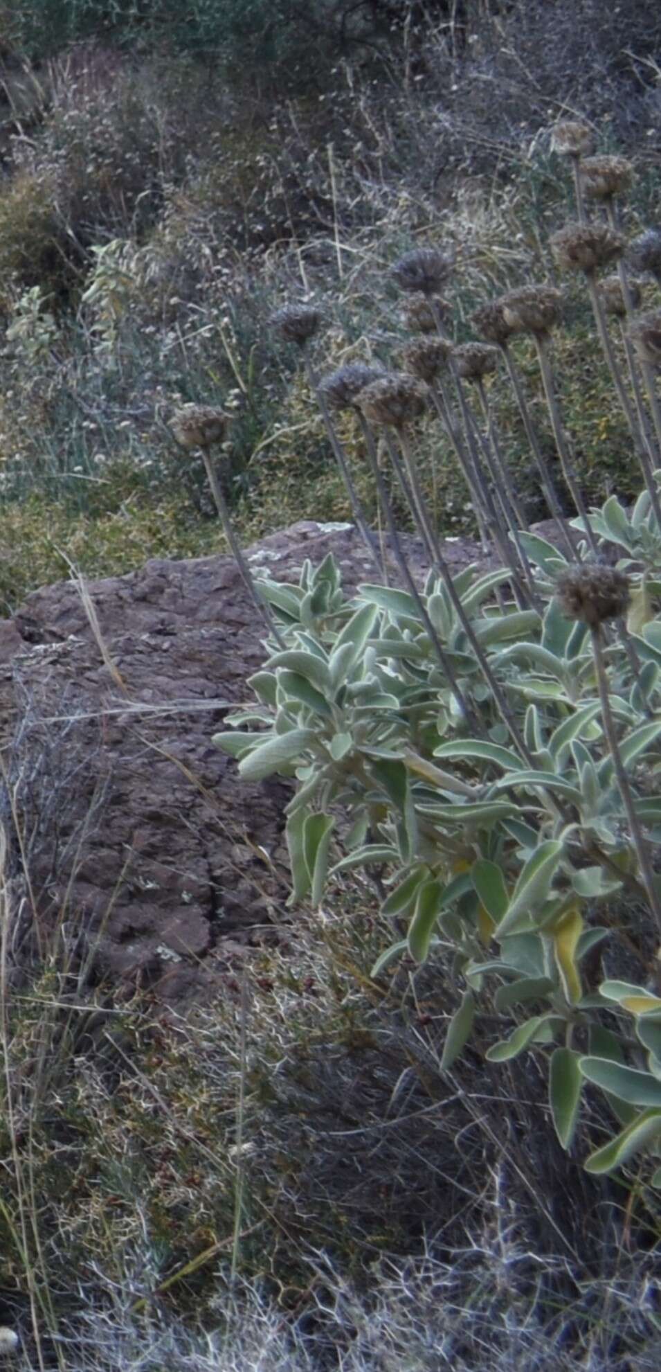 Image of shrubby Jerusalem sage