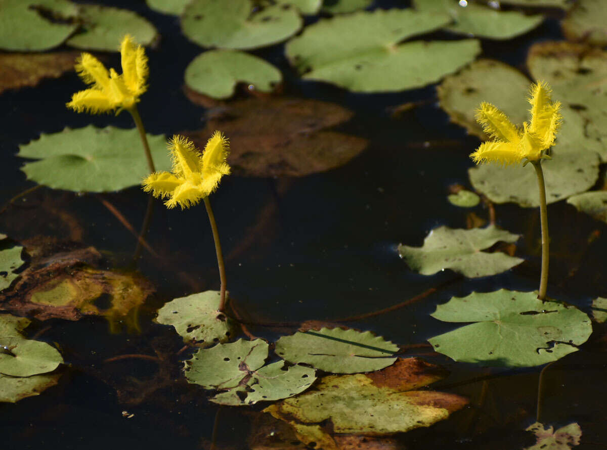 Image of Wavy Marshwort