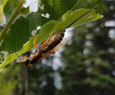 Imagem de Coleocentrus flavipes (Provancher 1874)