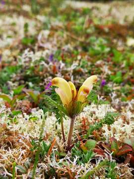 Imagem de Pedicularis capitata Adams.