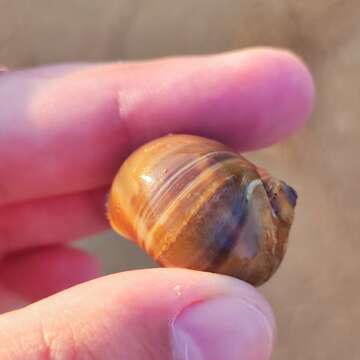 Image of Kurile moon snail