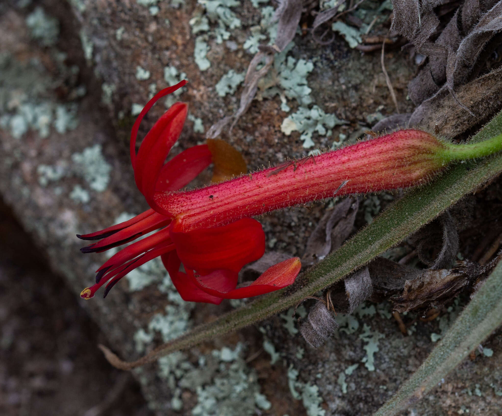 Image of Barbacenia tomentosa Mart.