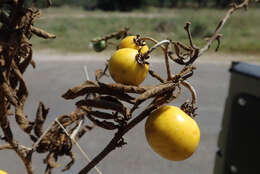 Image de Solanum campylacanthum Hochst. ex A. Rich.