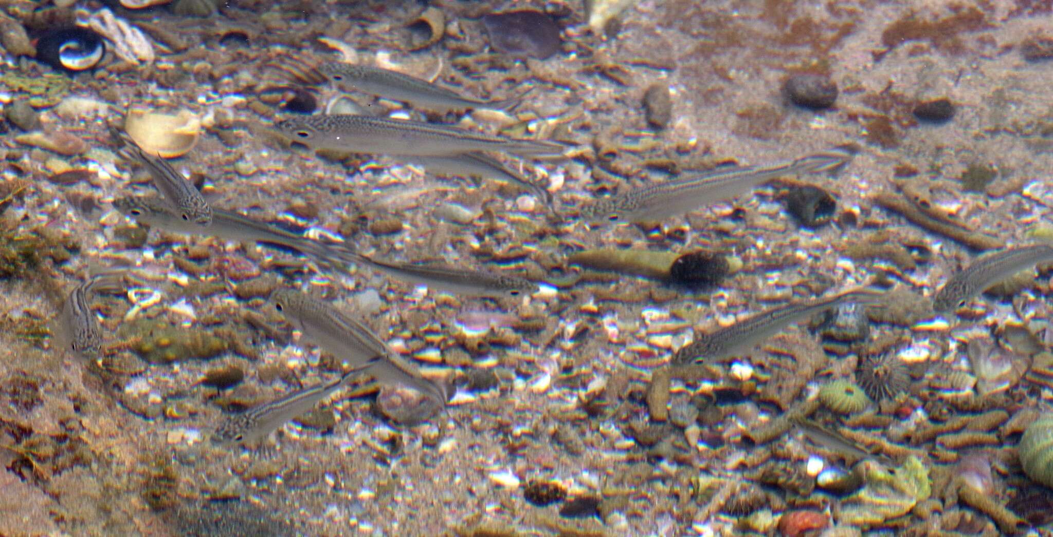 Image of Barred flagtail