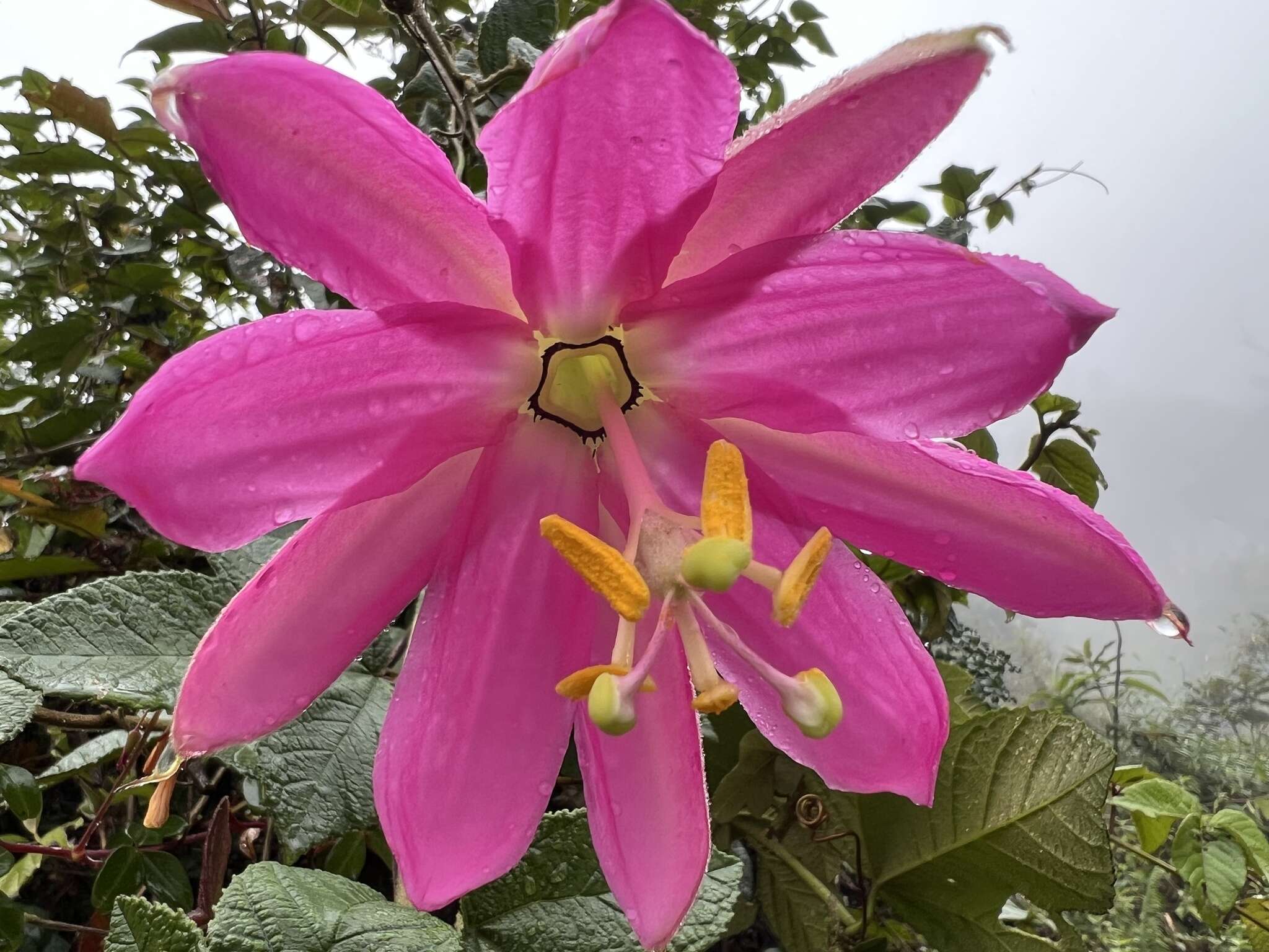 Image of Passiflora coactilis (Mast.) Killip