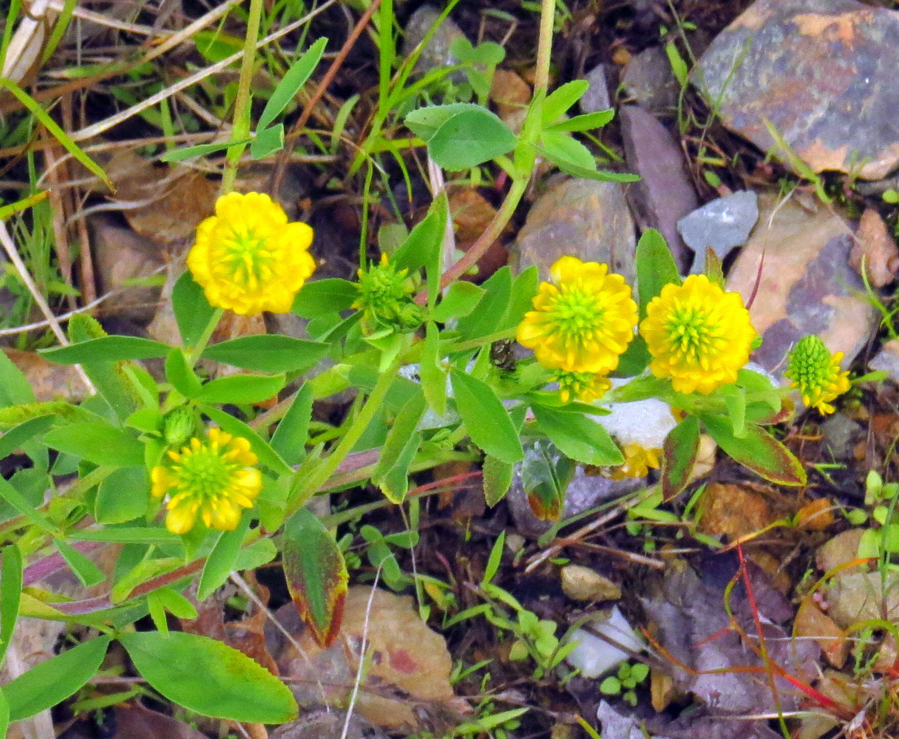 Image of golden clover