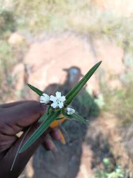 Image of Aspidoglossum albocoronatum Bester & Nicholas