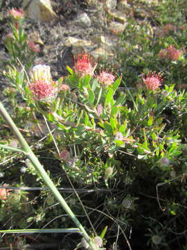 Image of Leucospermum royenifolium (Salisb. ex Knight) Stapf