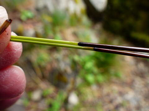 Image of Juncus laccatus P. F. Zika