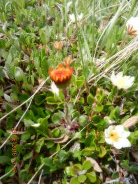 Image of northwestern groundsel