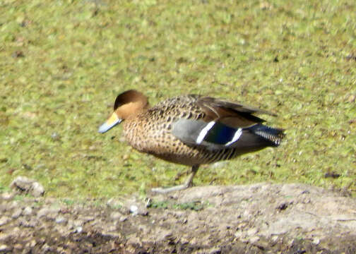 صورة Spatula versicolor (Vieillot 1816)