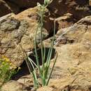 Image of Albuca decipiens U. Müll.-Doblies