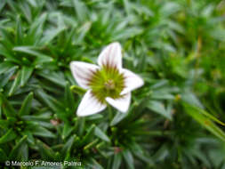 Image de Gentianella limoselloides (Kunth) Fabris