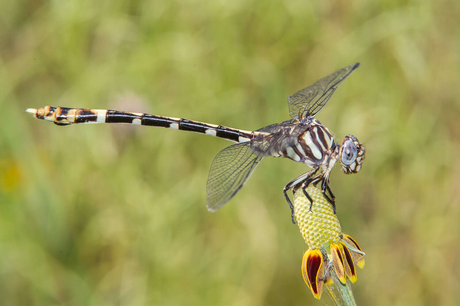 Image of Five-striped Leaftail