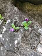 Слика од Primula carniolica Jacq.