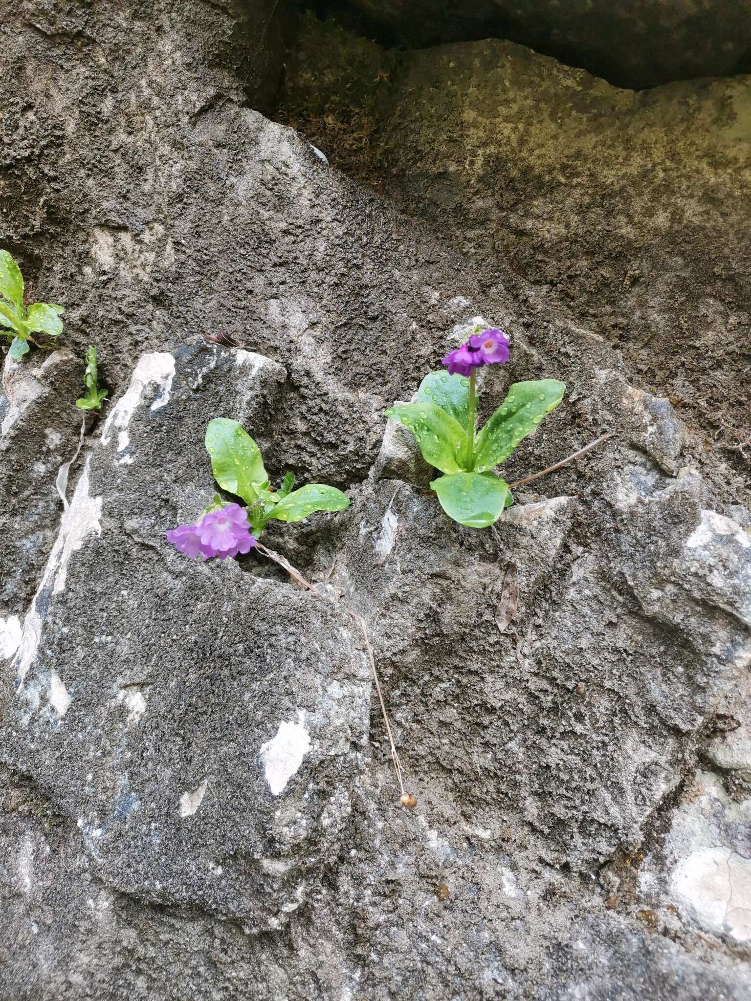 Слика од Primula carniolica Jacq.