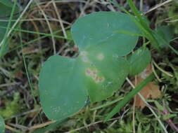 Imagem de Urocystis syncocca (L. A. Kirchn.) B. Lindeb. 1959