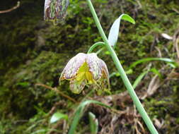 Image of checker lily