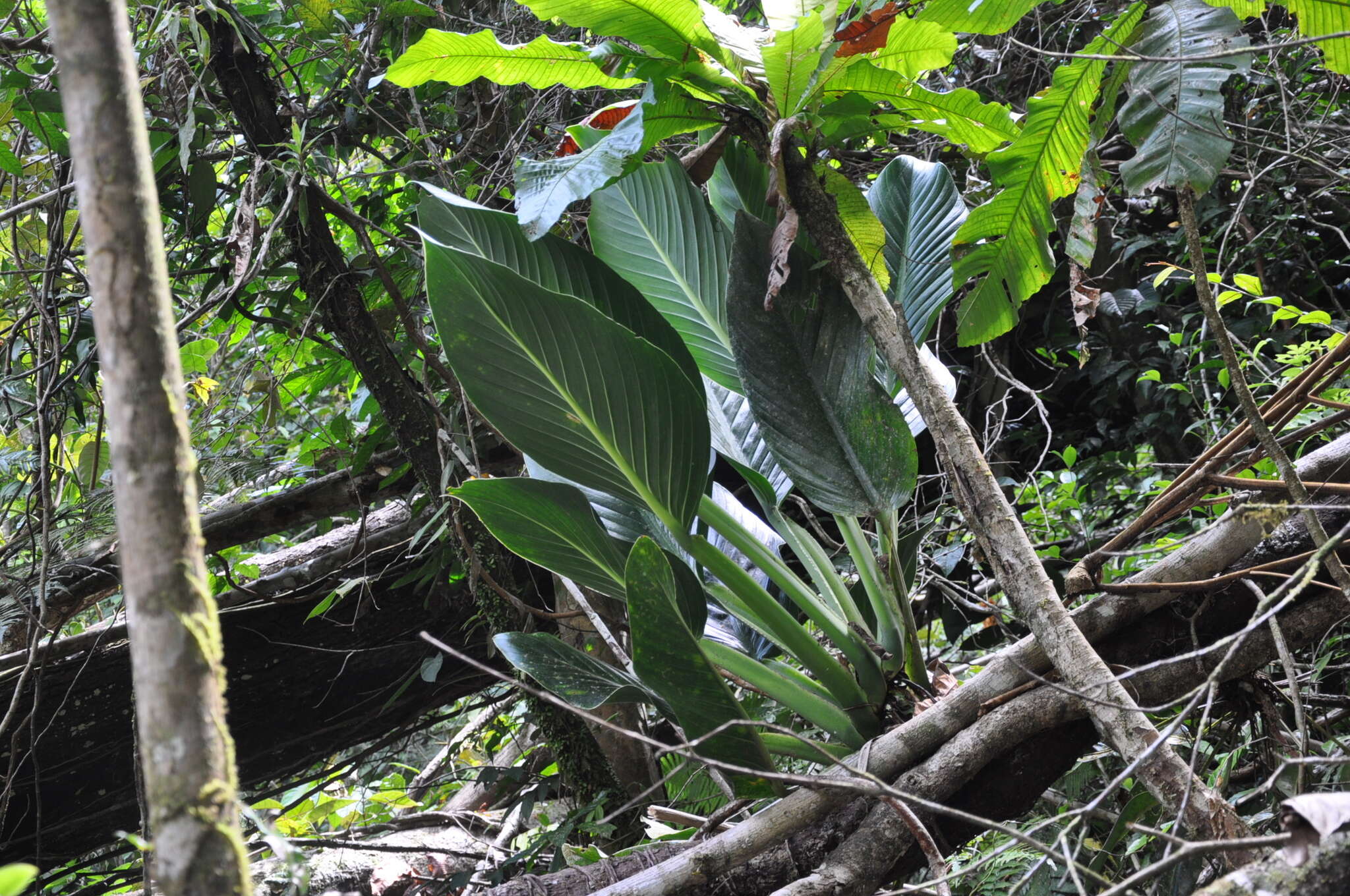 Image of Monstera standleyana G. S. Bunting