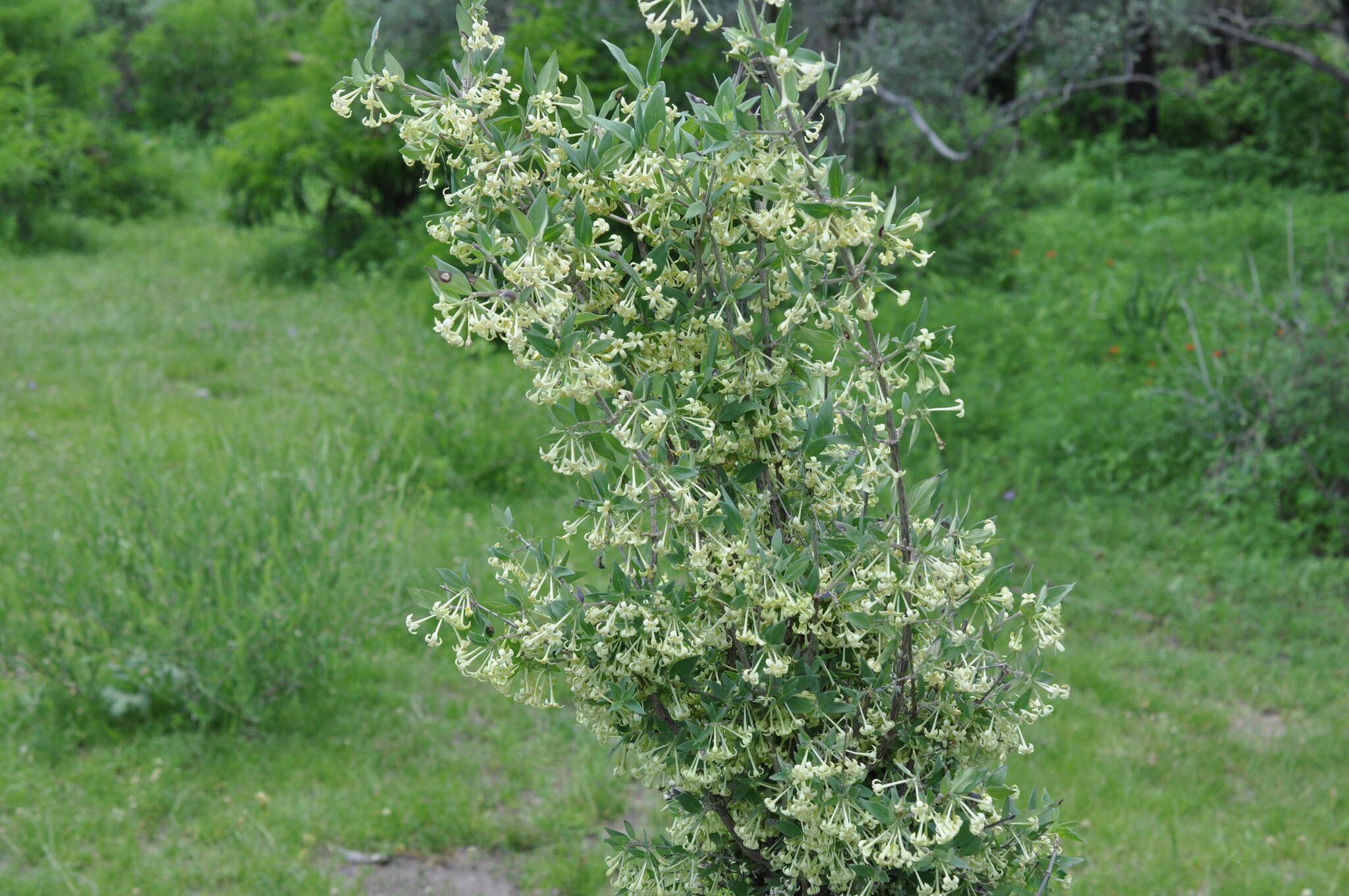 Plancia ëd Bouvardia multiflora (Cav.) Schult. & Schult. fil.