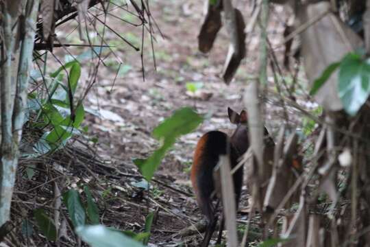 Image of Peters' Duiker