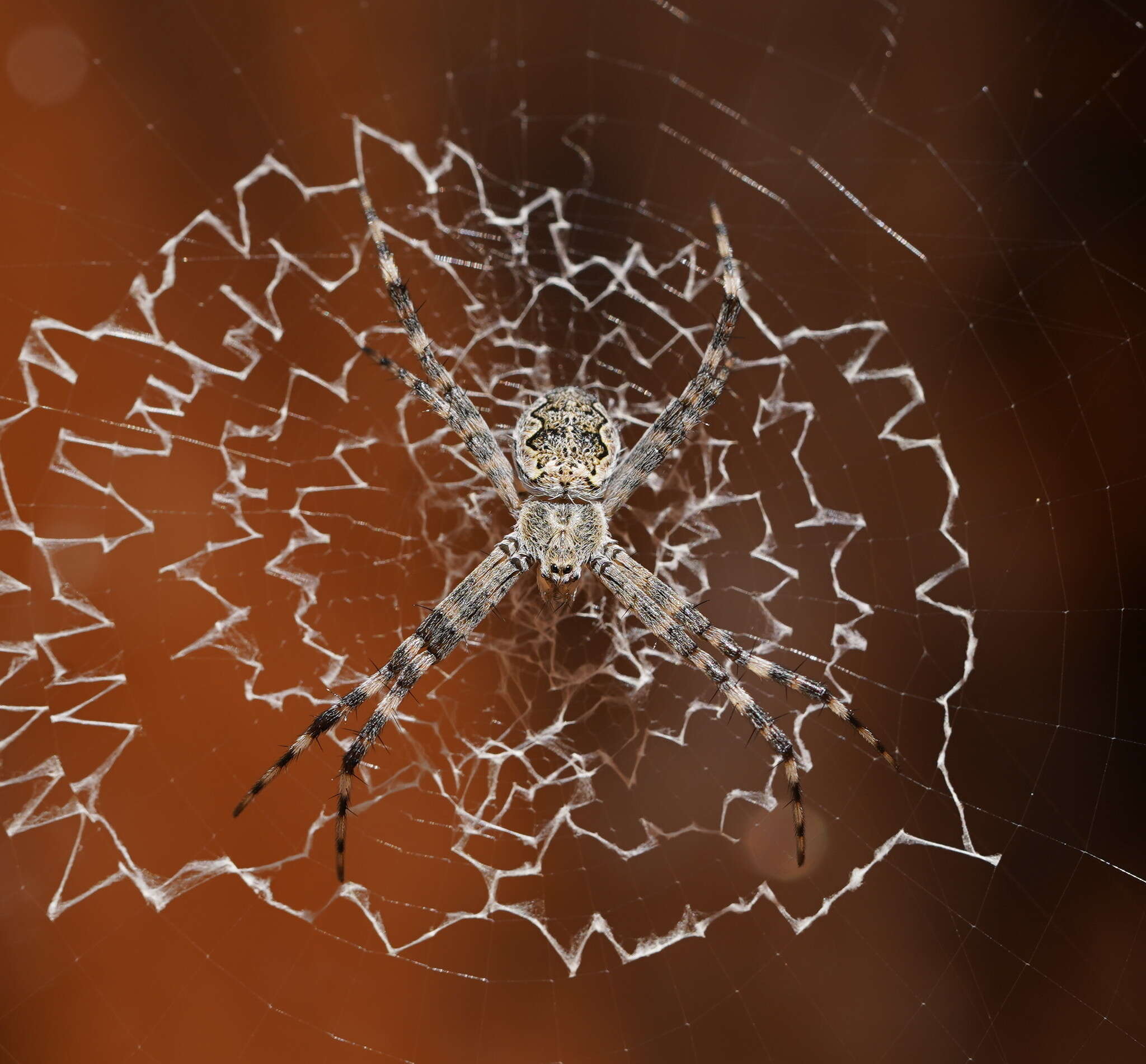 Image of Argiope mascordi Levi 1983