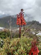 Image of Tasmanian Christmas Bell