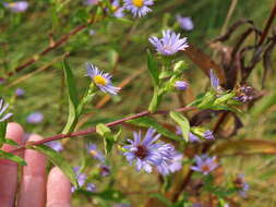 Image de Symphyotrichum puniceum (L.) A. Löve & D. Löve