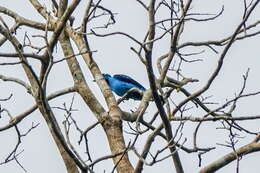 Слика од Cotinga cayana (Linnaeus 1766)