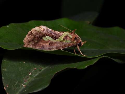 Image of Eudocima smaragdipicta