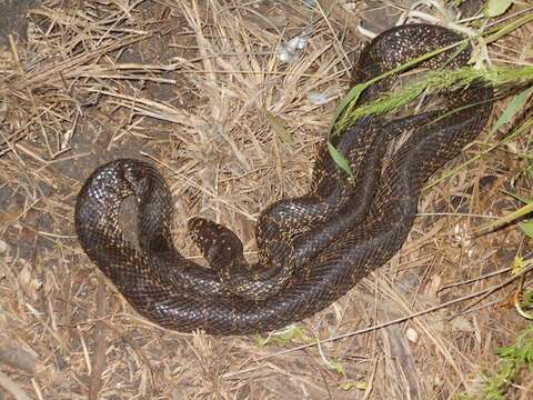 Image of Desert Kingsnake