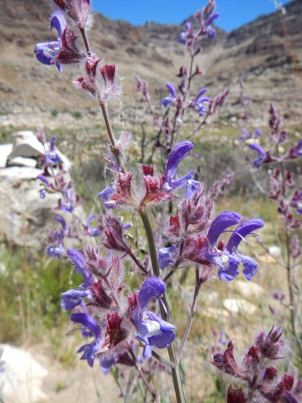 Image of Salvia albicaulis Benth.