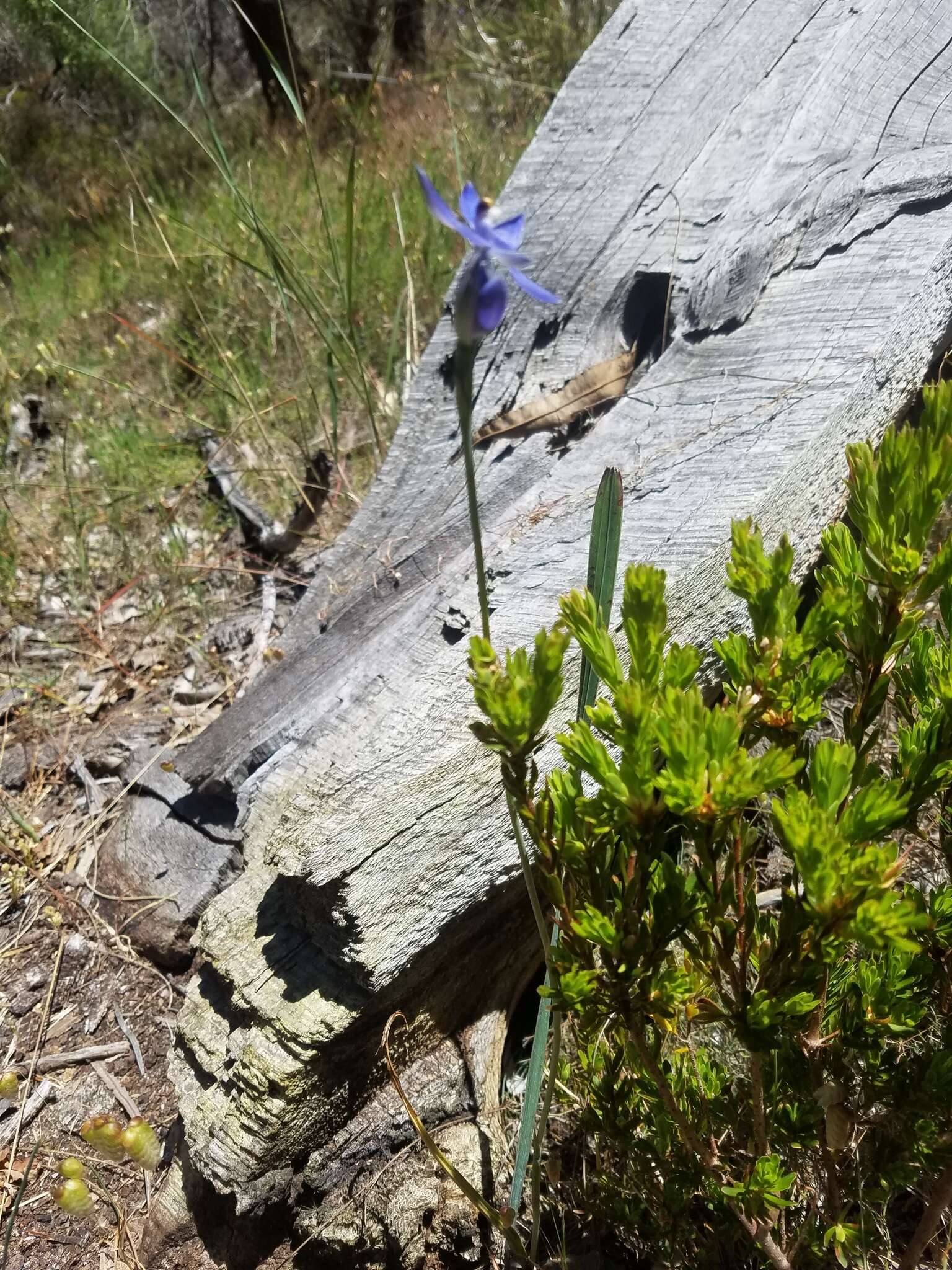 صورة Thelymitra graminea Lindl.