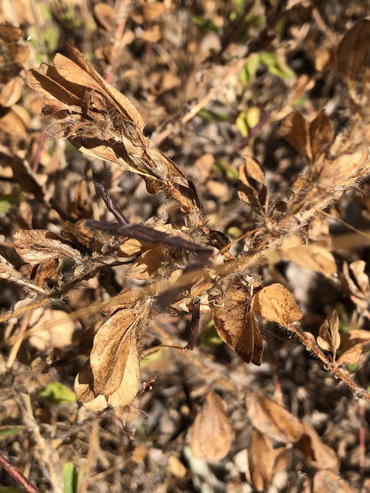 Image of roundleaf sensitive pea