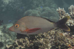 Image of Humpback red snapper