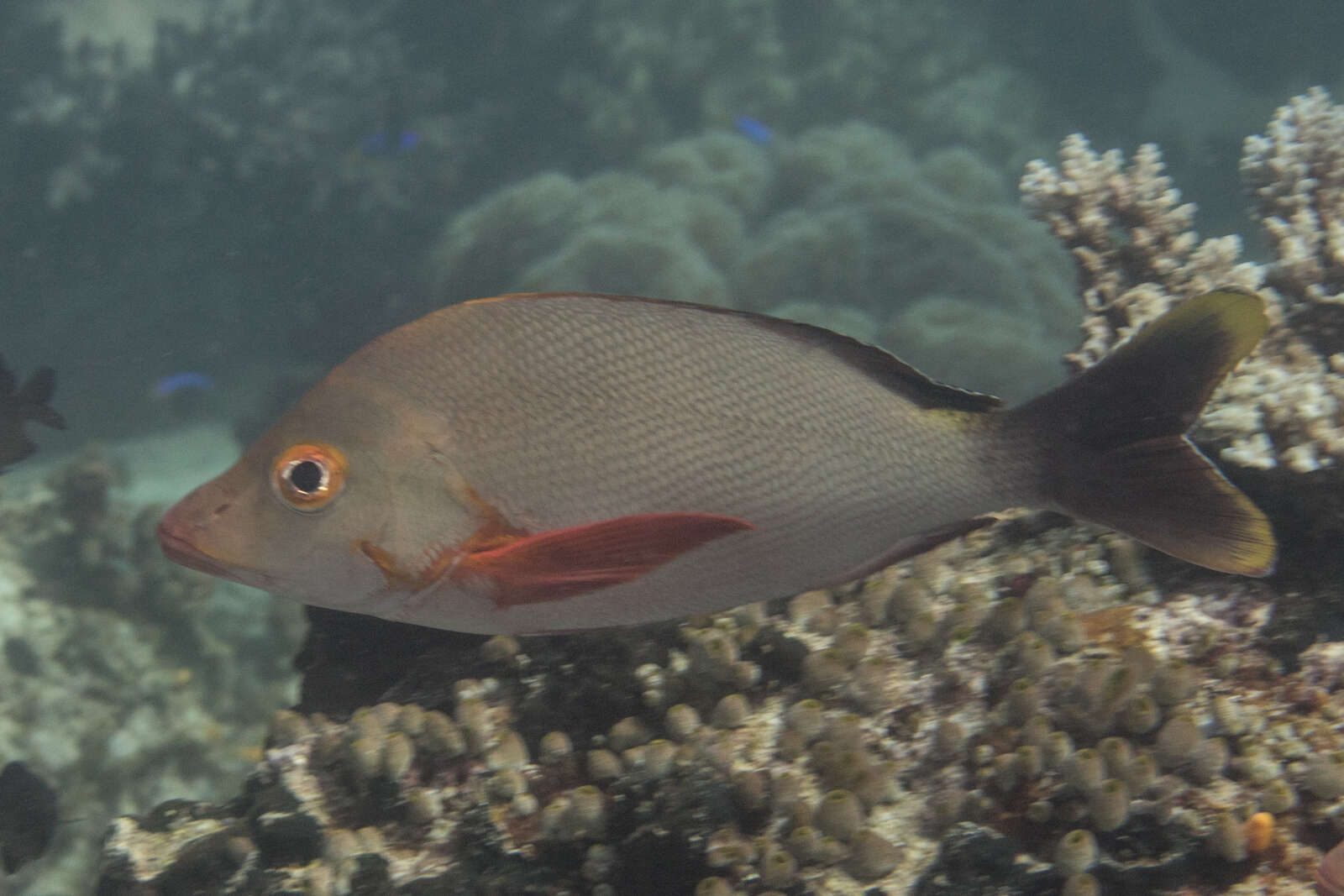 Image of Humpback red snapper